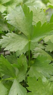 plant Apium graveolens
with a hydroponic system