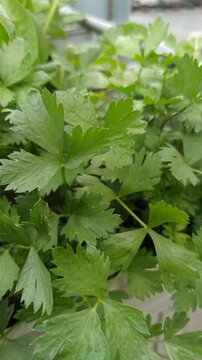 plant Apium graveolens
with a hydroponic system