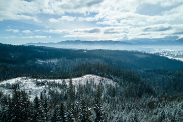 Aerial view of barren winter landscape with mountain hills covered with evergreen pine forest after heavy snowfall on cold quiet morning
