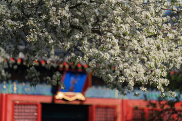 Obraz premium pear blossoms with soft focus background