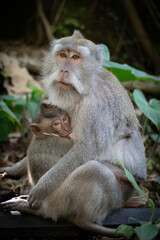 japanese macaque sitting on a tree