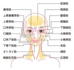 Fototapeta premium 顔の筋肉の仕組み 美容 表情筋