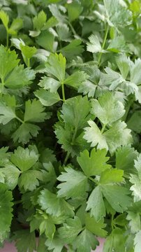 plant Apium graveolens
with a hydroponic system