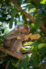little monkey eating corn