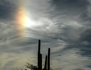 Sun Flare over a Cactuus with a Bird Flying By