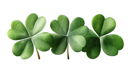 Shamrock four leaf clover isolated on white background