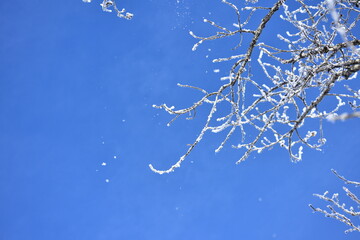 snow covered in branches of tree, winter, snow