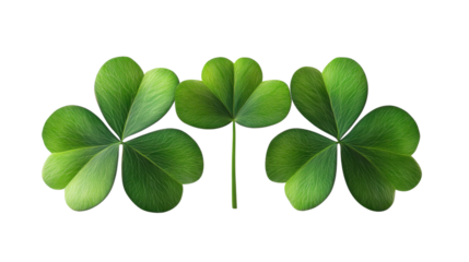 Shamrock four leaf clover isolated on white background