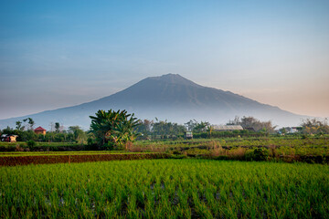 Fototapeta premium An agricultural field with Mount Arjuna in the background, a stratovolcano in the province of East Java in Java, Indonesia.