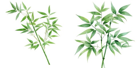Naklejka premium Chinese New Year Elegant watercolor illustration of bamboo leaves, perfect for nature-themed designs and botanical decor.