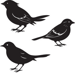 Obraz premium Adobe Illustrator Artwork