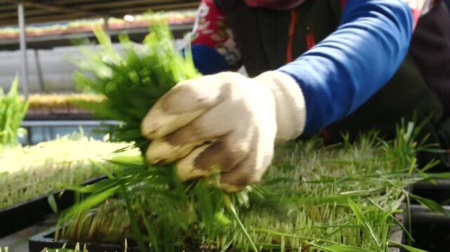 온실에서 녹색 보리싹을 수확하는 손