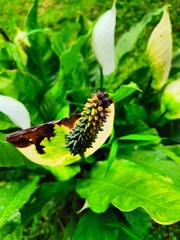 Peace lilies (Spathiphyllum) can remove toxins such as ammonia, formaldehyde, and benzene from the air.