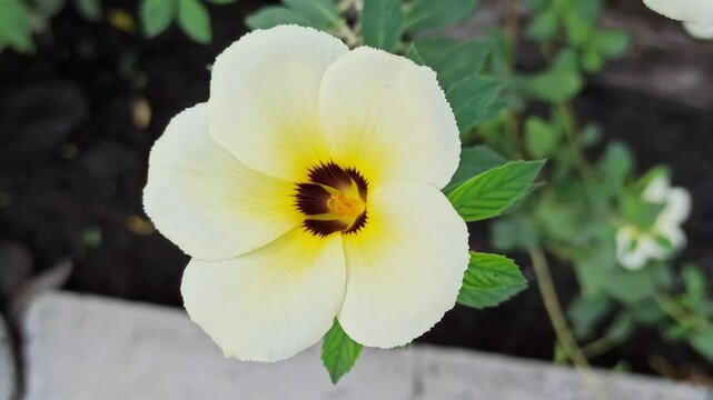Turnera subulata in the garden