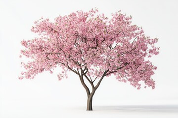 Obraz premium A Japanese cherry blossom tree in full bloom, showcasing delicate pink flowers against a clean white background for decorative architectural art.