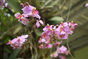 Beautiful and romantic purple moon orchid flower, this flower is from Indonesia.