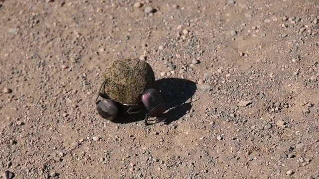Little dung beetle rolling dung with another dung beetle holding on.