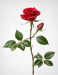 Red velvet roses isolated on white background