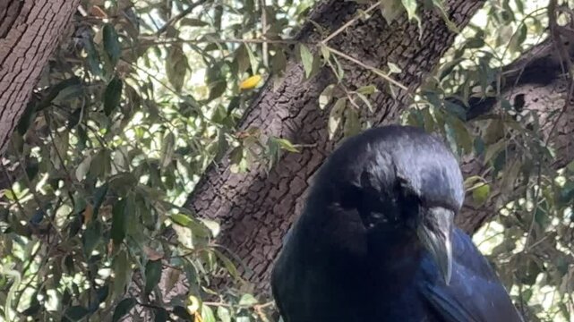 Closeup of a crow cawing in front of an oak tree