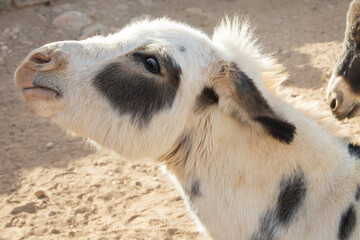 White miniature donkey in a corral