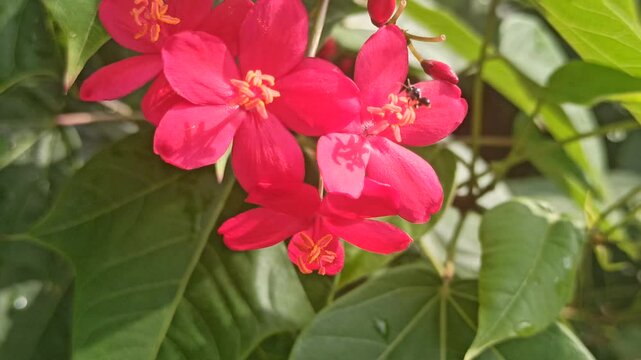 Jatropha integerrima