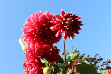 The Beautiful Dahlia Pinnata flowers