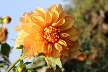 The Beautiful Dahlia Pinnata flowers