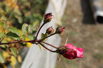 Rose flowers of Summer garden