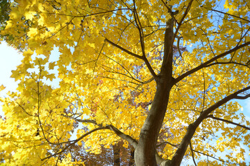 Fototapeta premium イタヤカエデ