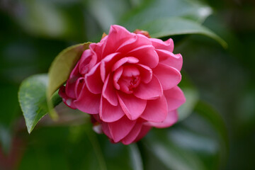 菊冬至　ツバキの花