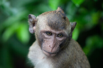 Obraz premium 可愛いサル 