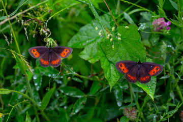 beautiful brunette Scottish   erebia aethiops © kenan