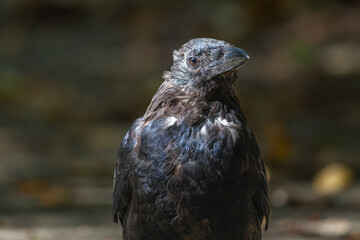 地面を歩くカラス