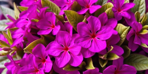 Vibrant purple flower petals and leaves in full bloom, leaves, bloom, macro