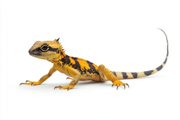 Obraz premium A small, striped yellow and black lizard with a long