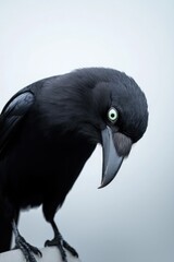Fototapeta premium Intricate Close-Up of a Mysterious Black Bird with Unique Eyes