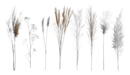 Fototapeta premium Dried Pampas Grass Wildflowers Bouquet Autumnal Botanicals Home Decor