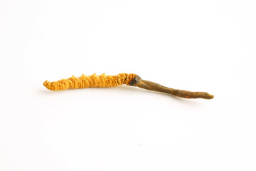 Naklejka premium Cordyceps sinensis or Ophiocordyceps sinensis isolated on white background, mushroom herb treatment medicine.