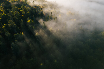 misty morning in the forest