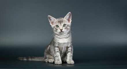 Adorable gray kitten on a neutral background for pet lovers and animal enthusiasts