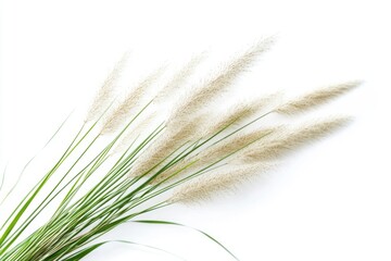 Fototapeta premium ornamental grass isolated on white background