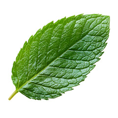 Obraz premium Close-Up of Fresh Green Mint Leaf with Detailed Texture and Vibrant Foliage