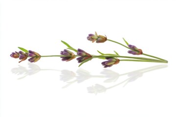 Two fresh sprigs of lavender with vibrant purple buds