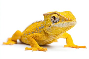 Obraz premium Yellow blue lizard Panther chameleon isolated on white background