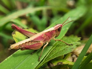 Fototapeta premium grasshopper on the grass, Close-up photo of a red grasshopper perched on the grass