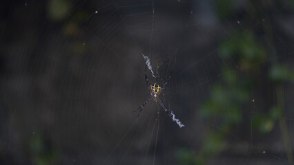 spider in web