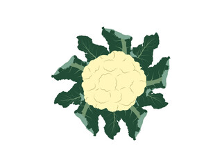 Elegant Cauliflower Design Perfect for Food and Organic Themes