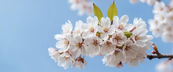Fototapeta premium Beautiful white cherry blossoms in full bloom, delicate and fresh flowers on the branches of trees against a clear sky background