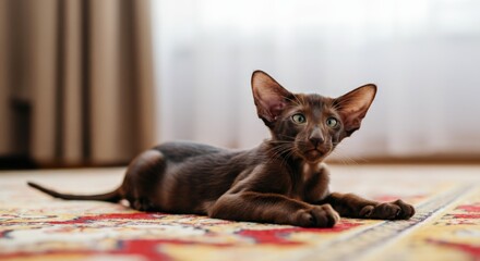 Oriental shorthair cat relaxing on a colorful patterned rug in sunlit living room