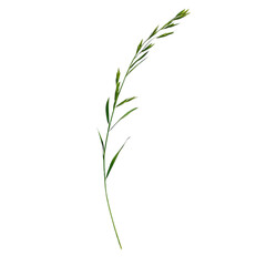 Obraz premium Vibrant Green Single Stem Herb Isolated in Natural Landscape